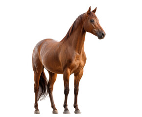 Obraz premium Brown horse standing proudly in a natural setting for equestrian use on a transparent background, cut out