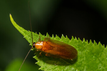 Virginia Wood Cockroach - Parcoblatta virginica