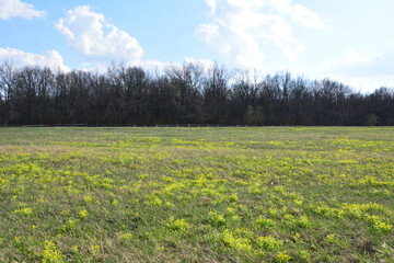 Obraz premium Field of wildflowers with a forest in the background under a blue sky