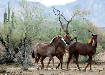 Wild Horses in the Desert 