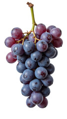 Fototapeta premium Fresh grapes, juicy and vibrant, showcasing mix of red and blue hues, perfect for snacking or adding to dishes