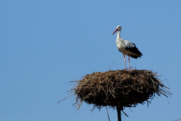 Bocian w gnieździe na polesiu