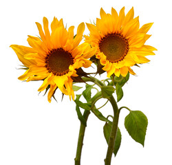 Obraz premium Two sunflowers in bouquet isolated on white background. Sun symbol. Flowers yellow, agriculture. Seeds and oil. Flat lay, top view. Bio. Eco. Creative