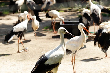 Bociany w różnych sytuacjach życiowych