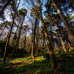 Fototapeta premium Sunlight filters through forest canopy