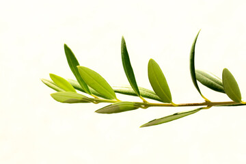Obraz premium Front view, close distance of, a tropical, olive tree branch and green leaves, with white background