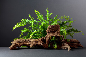 Green fern and old dry snag on a black background.
