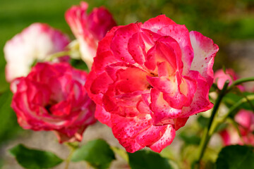 Pink and White Rose Close-up