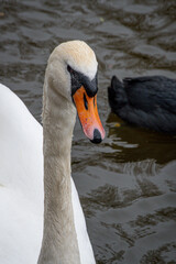 Łabędzi portret © Filip