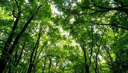 Obraz premium Lush green forest canopy