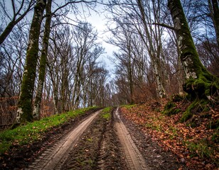 Naklejka premium Forest path on a cloudy day