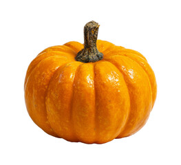 Fototapeta premium Single mini pumpkin isolated.