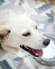 Close-up portrait of a happy white dog with light brown eyes, looking at the camera with its tongue out. The dog is sitting on a patterned tile floor, showing an adorable and friendly expression.