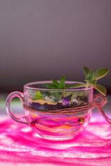 Handmade terrarium with succulents in glass container vase on dark background with backlight, copy space for text