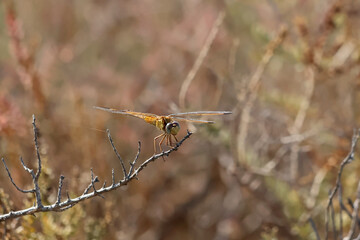 une libellule jaune dans les brindilles