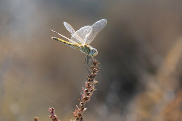 Gros plan sur la libellule posée sur une fleur et les filaments d une toile d araignée