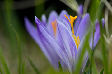 crocus
