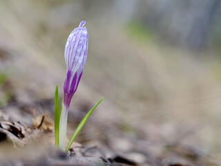 crocus bud