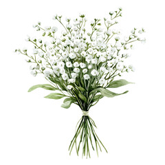 Gypsophila Flower, watercolor illustration vector, isolated on a white background.