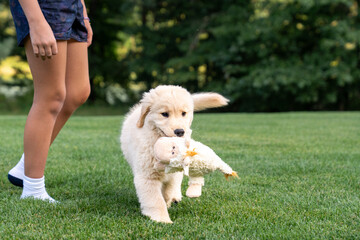 Golden Retriever Puppy Carrying Plush Toy on Green Lawn