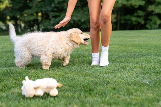 Golden Retriever Puppy Nipping Playfully During Training Outdoors