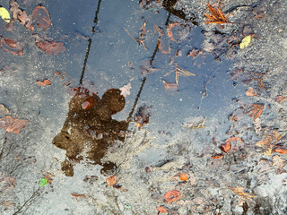 A child swings joyfully in a park their reflection visible on the water puddle surrounded by fallen leaves.