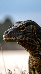Obraz premium Close-up of a monitor lizard's head and neck (1)