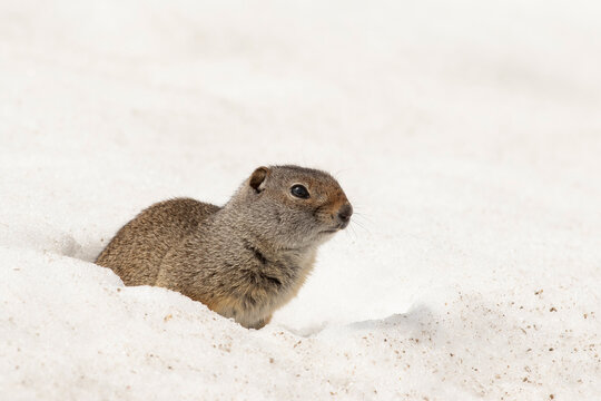 Uinta ground squirrel on snow in Grand Teton National Park 