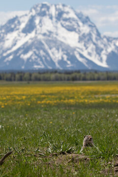 Uinta ground squirrel on grass in Grand Teton National Park with Mount Moran in background