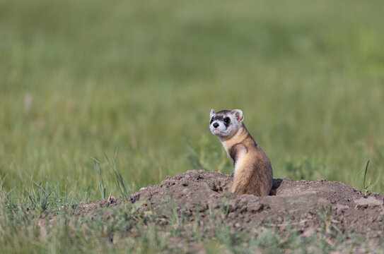 Critically endangered Black-footed ferret in field of burrows for prairie dogs, sitting
