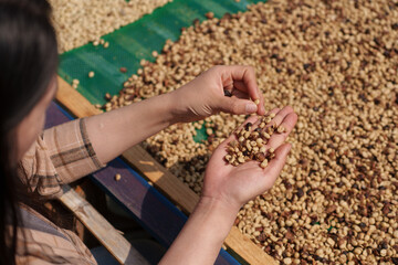 Close-up of hands selecting fresh coffee beans from the farm before they are dried before roasting.
