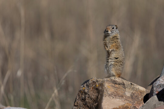 Uinta ground squirrel on rocks in Wyoming
