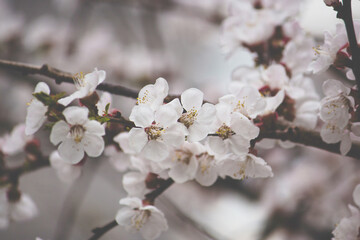 cherry blossom in spring