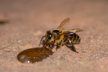 bee on the ground