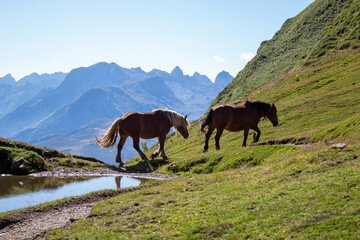horses in the mountains