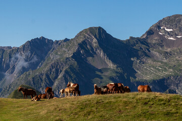 Horses in the mountains