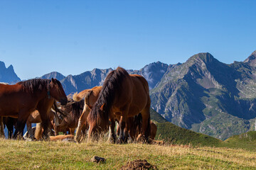Horses in the mountains