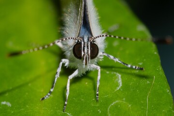 butterfly on a leaf
