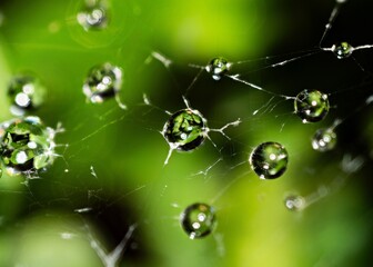 spider web with dew drops