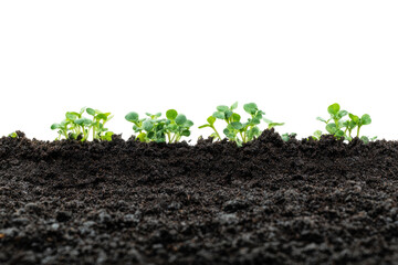 Tiny green sprouts emerging from dark soil