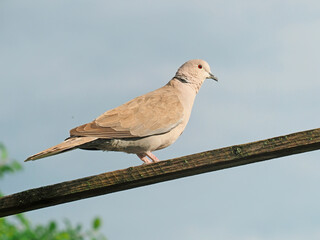 The Eurasian collared dove, Streptopelia decaocto