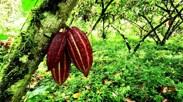 Close up of a cacao tree with three red and green cacao pods, probably of the Trinitario or CCN-51 breed cacao, shot showing the cacao pods in detail moving from one side to the other side