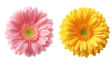 Daisy flower purple ,red,yellow,white, pink,violet, Lavender and  peach collection on transparent background.