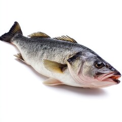 Fototapeta premium A close-up shot of a fresh seabass. The fish is lying on its side