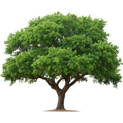 Obraz premium Majestic Oak Tree with Lush Green Foliage in Bright Sunlight Against Clear Background