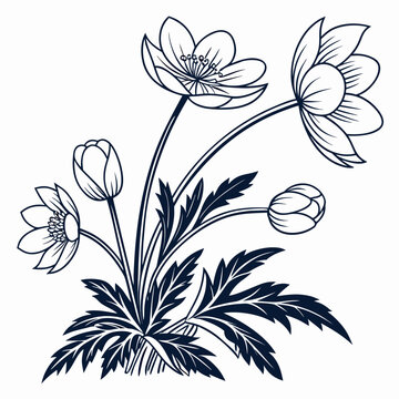 black and white adonis amurensis