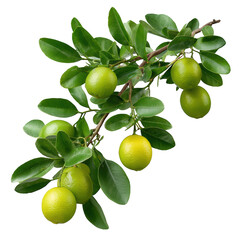 Fresh Green Citrus Fruits on Branch with Leaves Isolated on White Background for Natural Food Concepts