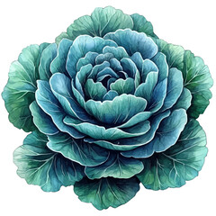 Obraz premium Dusty Miller Flower, watercolor painting vector, isolated on a white background.