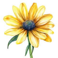watercolor of Doronicum Flower, vector, isolated on a white background.
