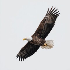 Obraz premium A majestic bald eagle soaring through the sky with its wings spread wide. The eagle's head and tail feathers gleam brightly in the sunlight. 